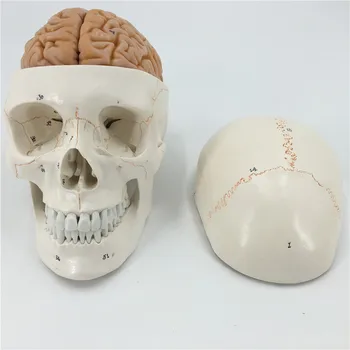  модель черепа неврология головного мозга краниоцеребральная анатомия модель с цифровым числовым знаком образование модель головы